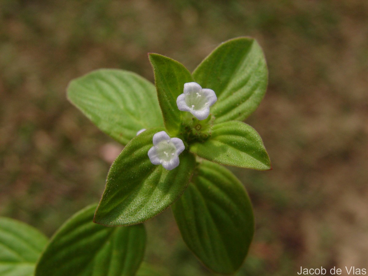 Spermacoce latifolia Aubl.